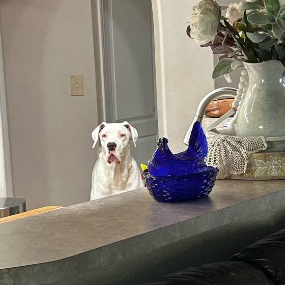 Meet your Posher, Denise - Picture 4 of 16